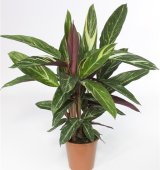 Строманта—Stromanthe