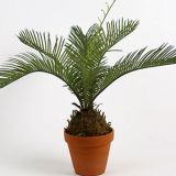 Цикас, Саговник – Cycas