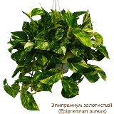 Эпипремнум (Сциндапсус)