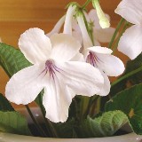 Стрептокарпус (Крученоплодник)