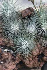 Тилландсия—Tillandsia