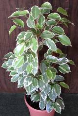 Фикус—Ficus