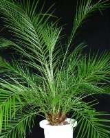 Финик—Phoenix