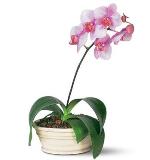 Фаленопсис—Phalaenopsis