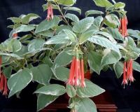 Фуксия – Fuchsia