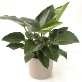 Филодендрон – Philodendron