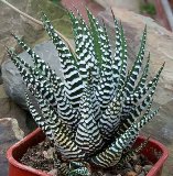 Хавортия—Haworthia