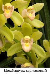 Цимбидиум—Cymbidium