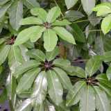 Шеффлера (Шефлера) – Schefflera