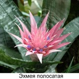 Эхмея—Aechmea