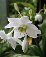 Эухарис – Eucharis