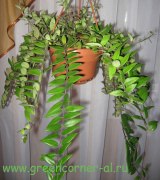 Эсхинантус (Эшинантус)