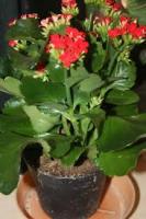 Бриофиллюм