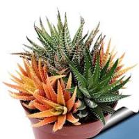 Гавортия (хавортия)