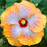 Гибискус (китайская роза)