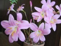 Зефирантес